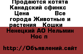 Продаются котята Канадский сфинкс › Цена ­ 15 000 - Все города Животные и растения » Кошки   . Ненецкий АО,Нельмин Нос п.